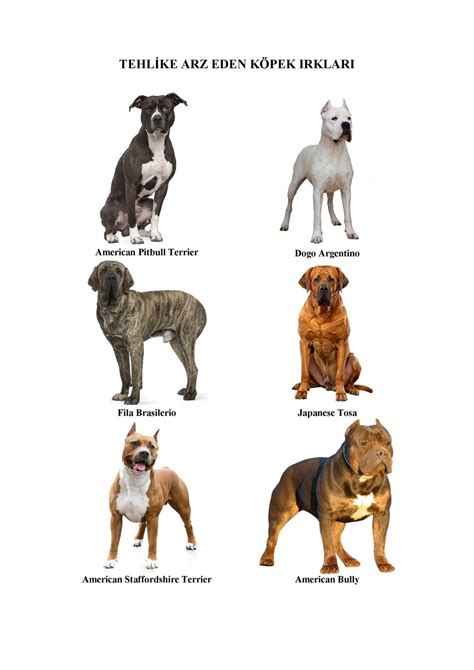 köpek ırkları resimli